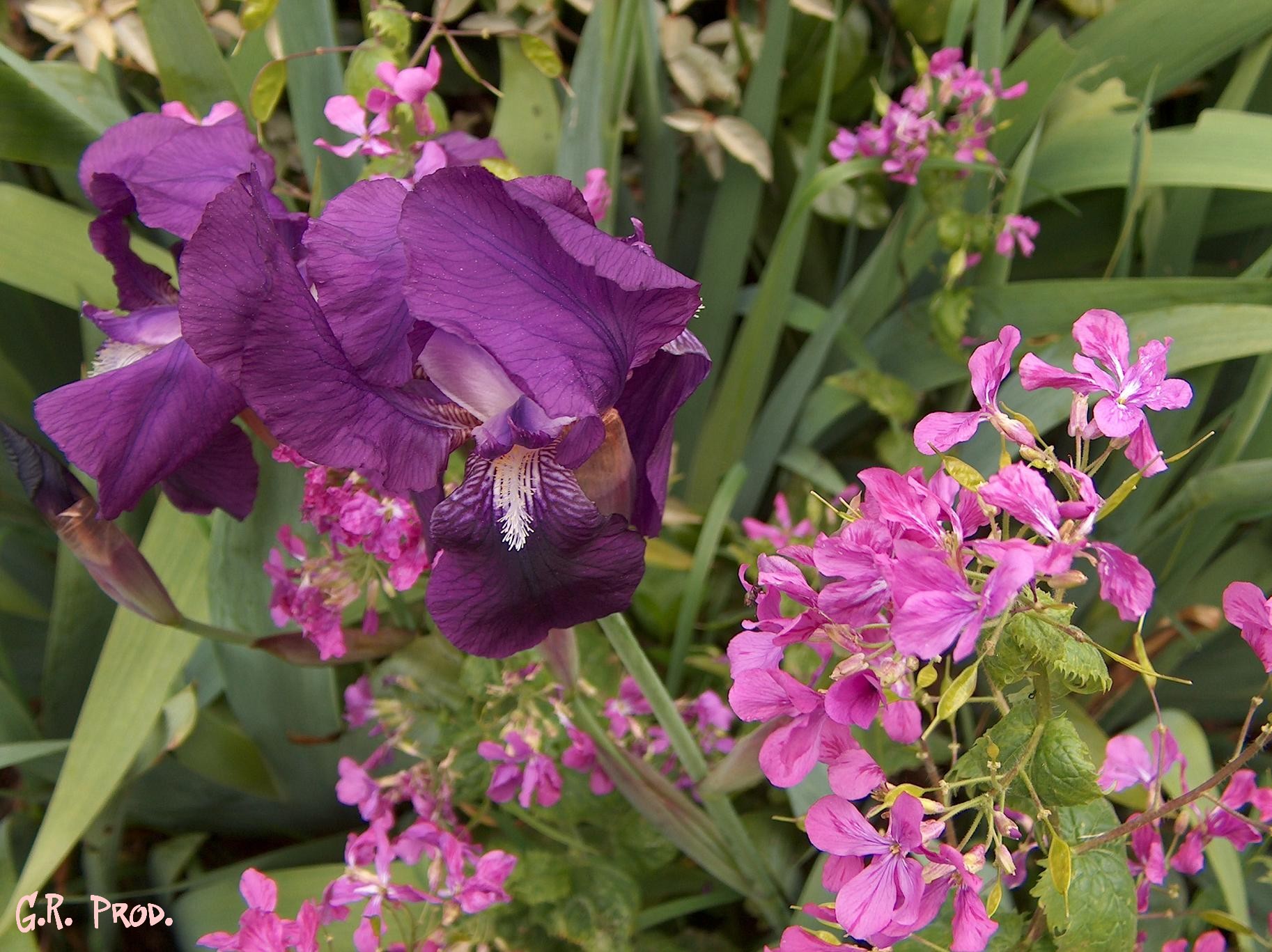 Fonds d'cran Nature Fleurs jolie les fleurs....