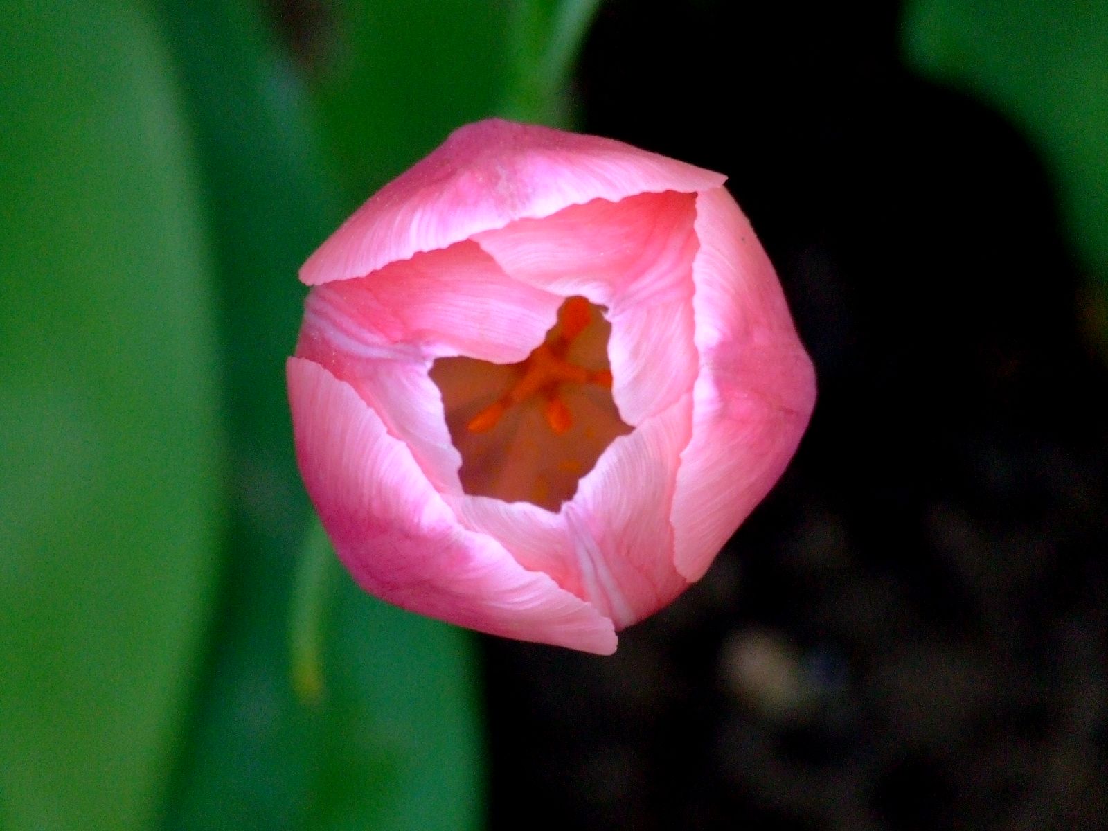 Fonds d'cran Nature Fleurs tulipe