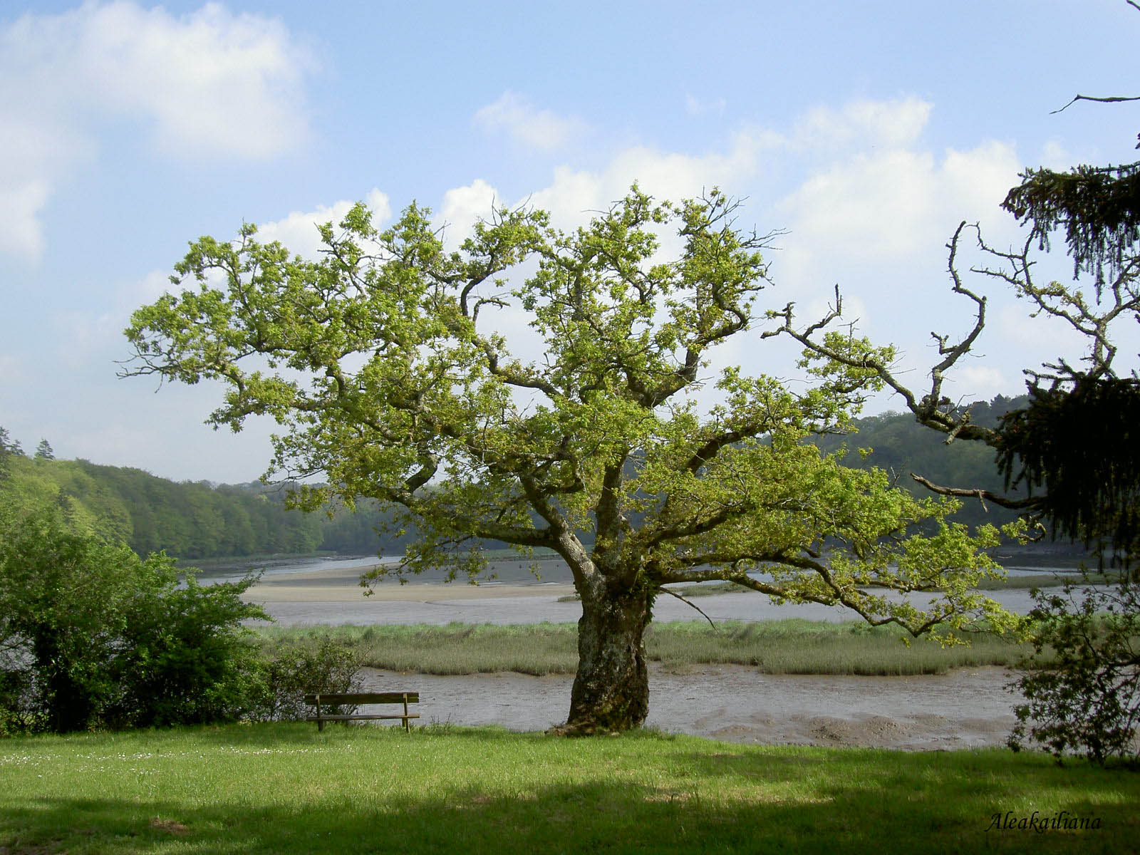 Fonds d'cran Nature Arbres - Forts Sur les rives boises de la Lata