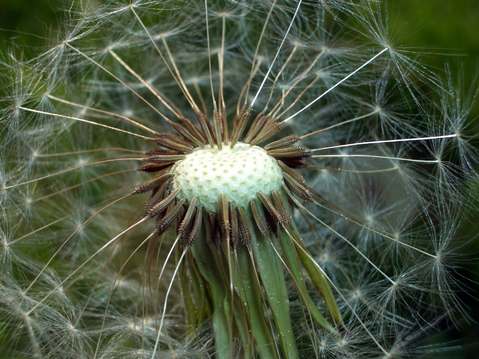 Fonds d'cran Nature Fleurs 