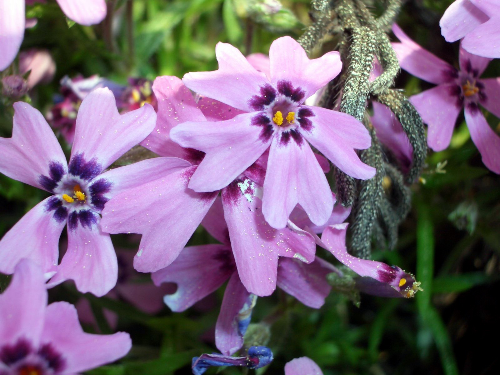 Fonds d'cran Nature Fleurs 