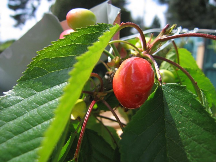 Fonds d'cran Nature Fruits Premire cerise 2006