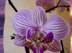 Fonds d'cran Nature envoutante orchide