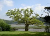 Fonds d'cran Nature Sur les rives boises de la Lata