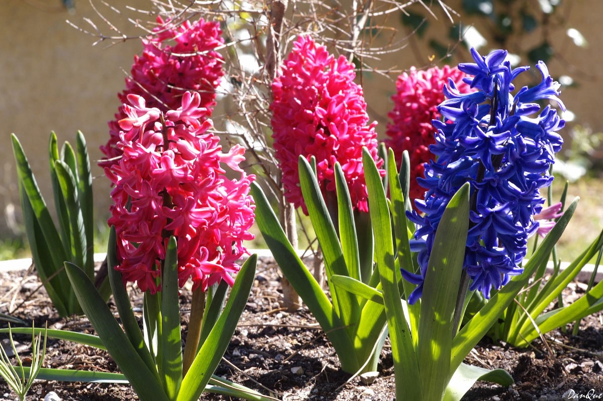 Wallpapers Nature Flowers Fleurs du jardin