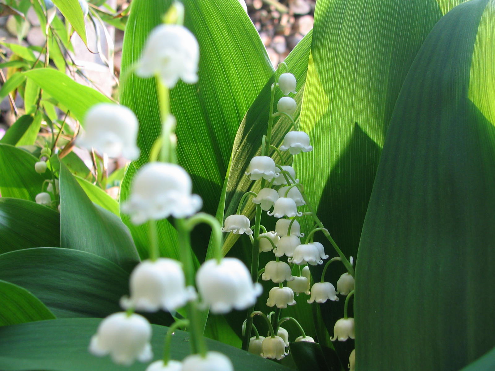 Fonds d'cran Nature Fleurs 