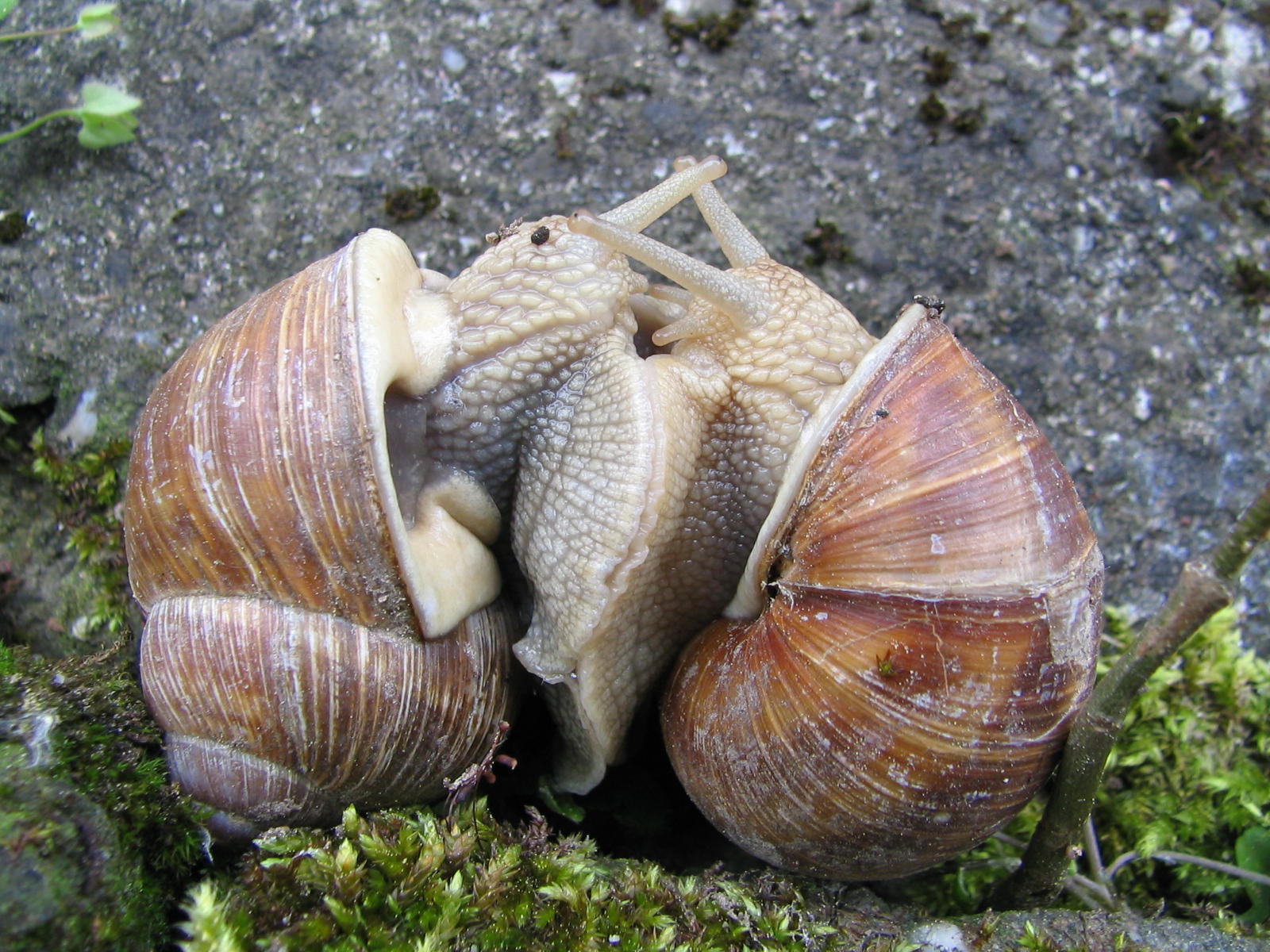 Fonds d'cran Animaux Escargots - Limaces 