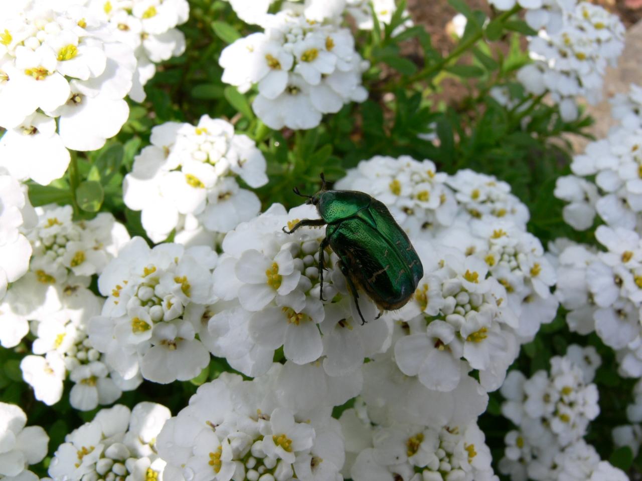 Fonds d'cran Animaux Insectes - Divers 