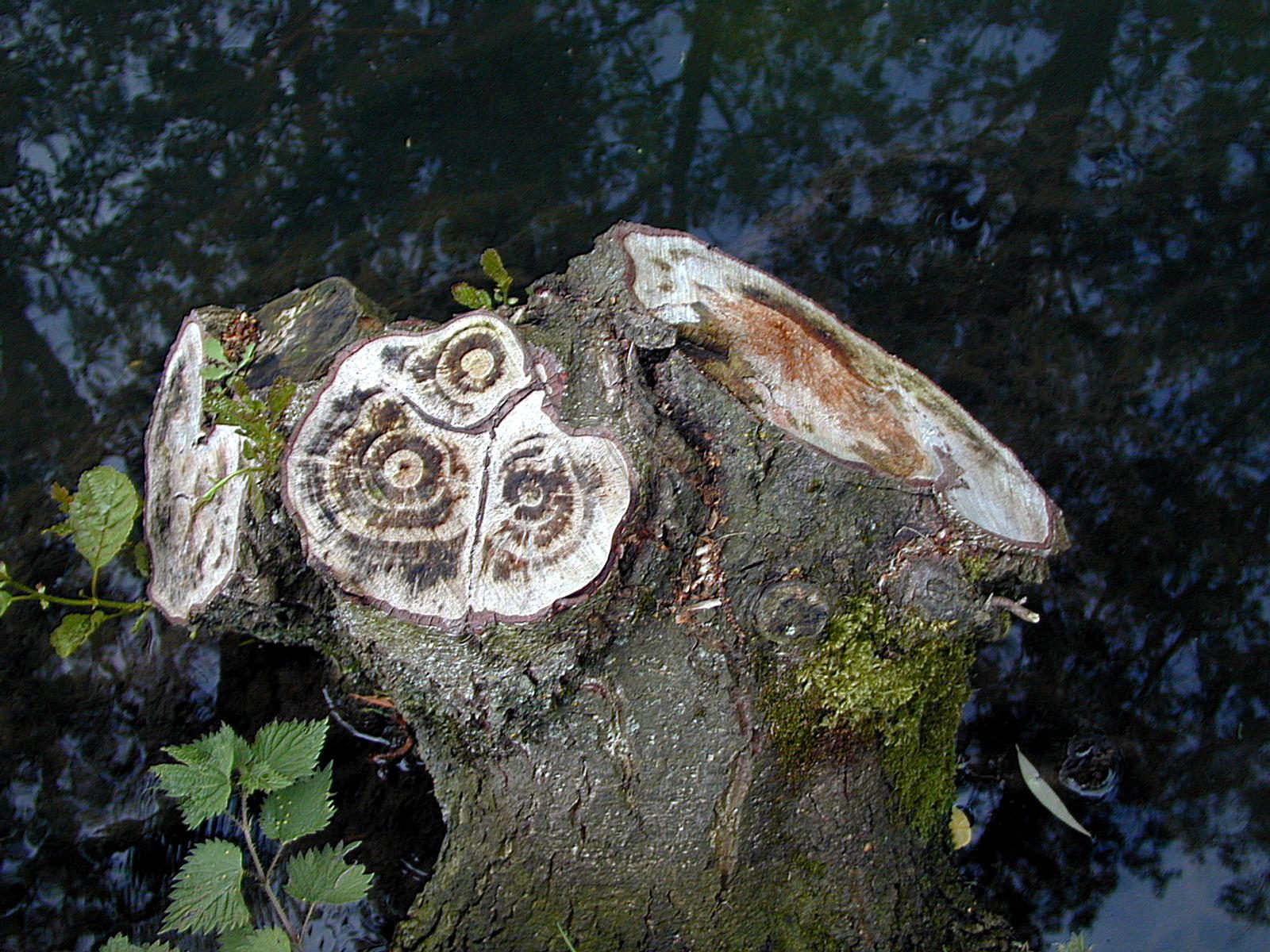 Fonds d'cran Nature Arbres - Forts Souche d'arbre