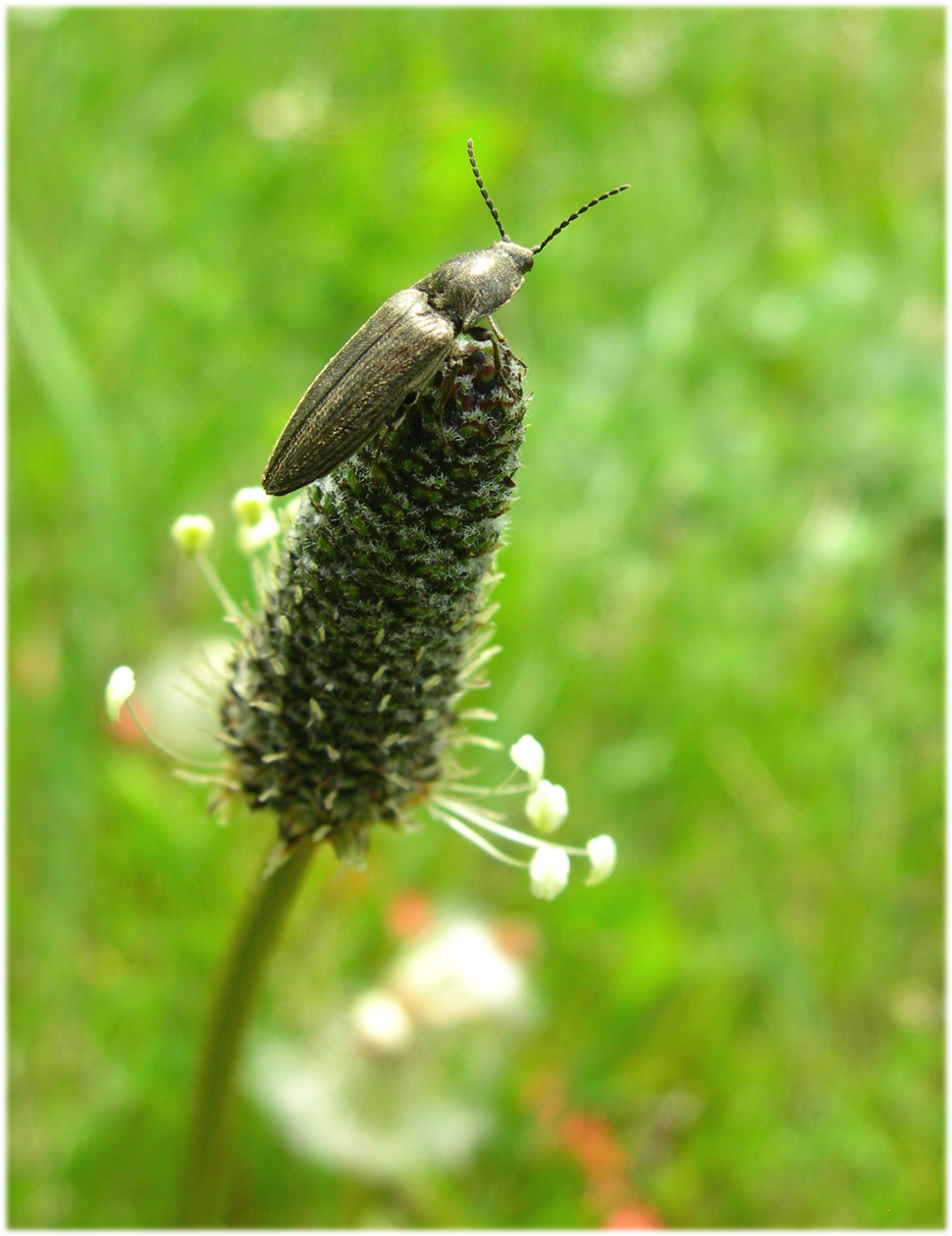 Fonds d'cran Animaux Insectes - Divers 