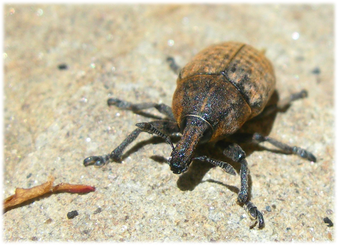 Fonds d'cran Animaux Insectes - Divers 