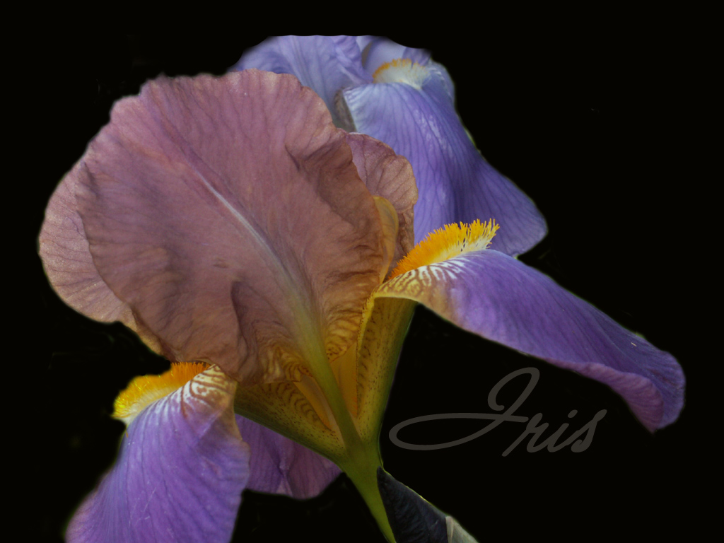 Fonds d'cran Nature Fleurs iris