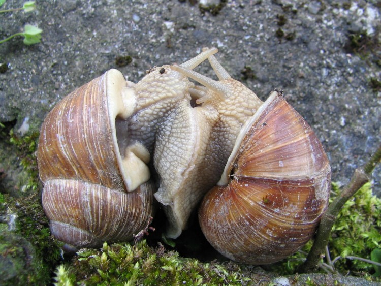 Fonds d'cran Animaux Escargots - Limaces Wallpaper N138670