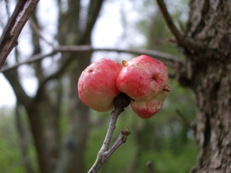 Wallpapers Objects Food no cerises