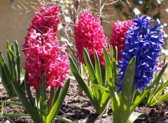 Wallpapers Nature Fleurs du jardin