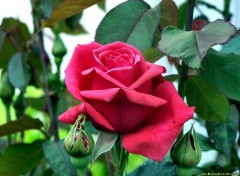 Wallpapers Nature Rose  clore