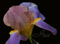 Fonds d'cran Nature iris