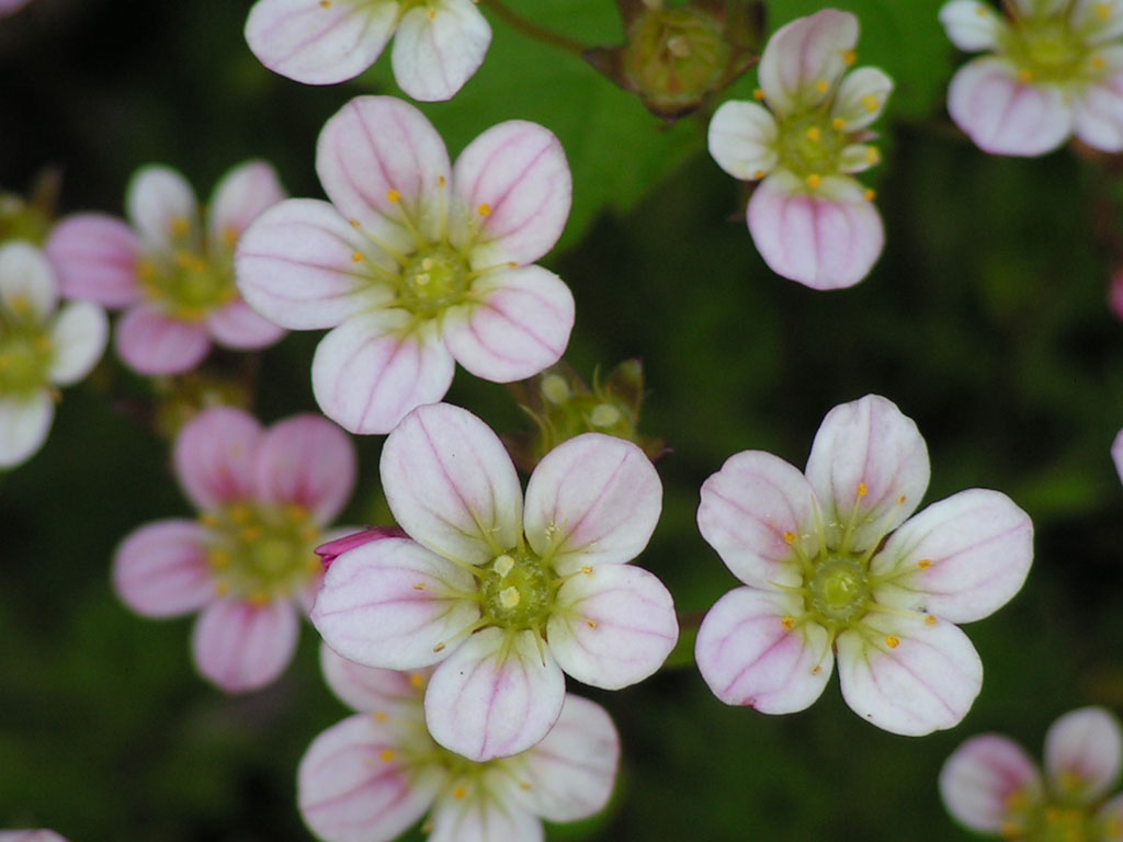 Fonds d'cran Nature Fleurs 