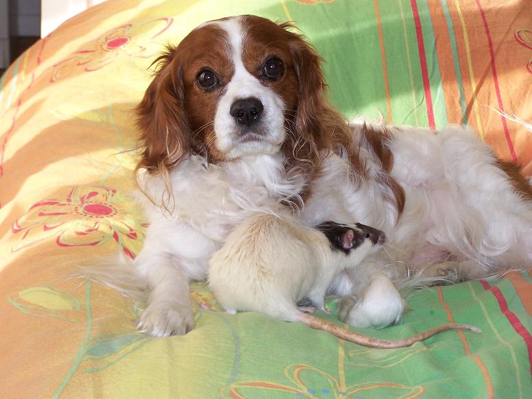 Fonds d'cran Animaux Chiens pas moyen de faire la sieste trankil...