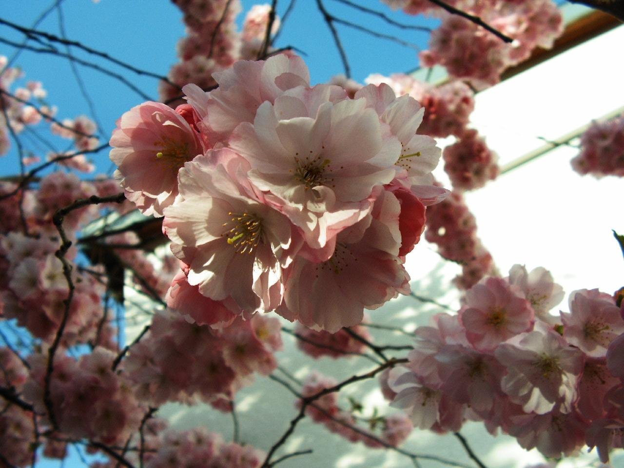 Fonds d'cran Nature Fleurs 