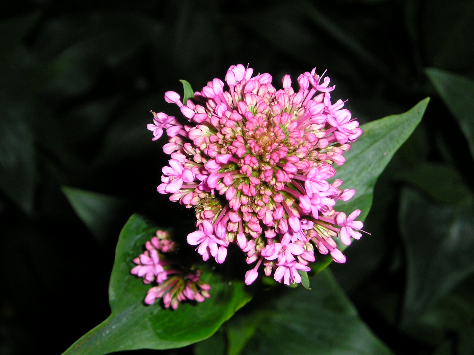 Fonds d'cran Nature Fleurs 