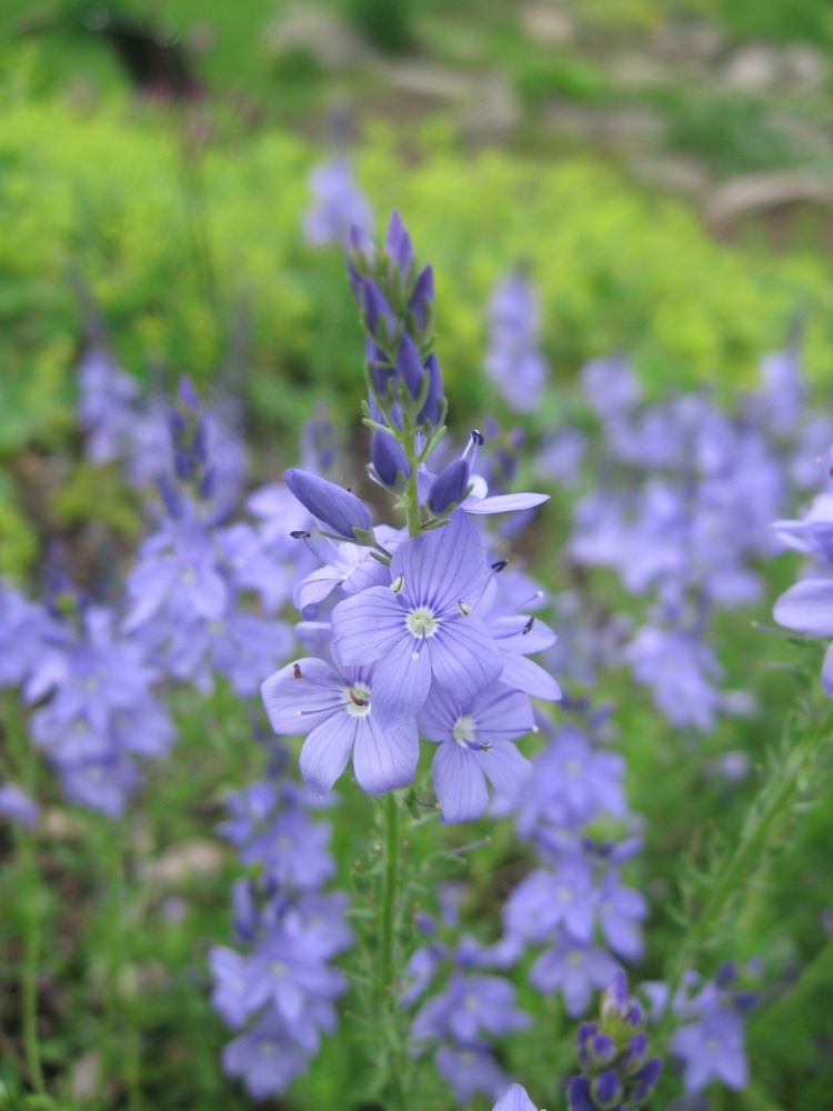 Fonds d'cran Nature Fleurs VERONICA