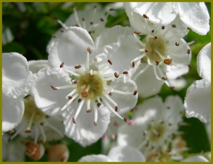 Fonds d'cran Nature Fleurs Fleur d'glantine