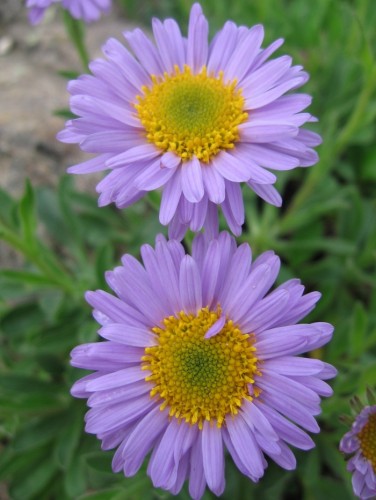 Fonds d'cran Nature Fleurs TALOU & Gavroche en fleurs ^_^