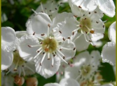 Fonds d'cran Nature Fleur d'glantine