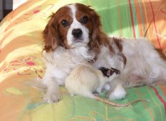 Fonds d'cran Animaux pas moyen de faire la sieste trankil...