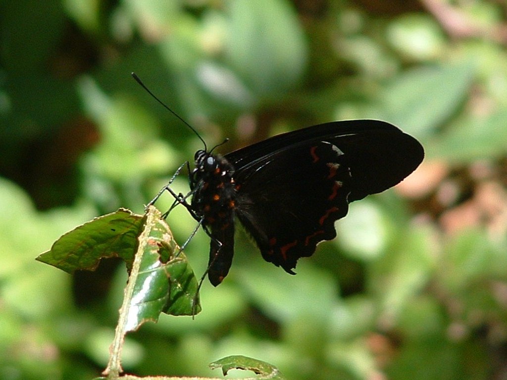 Fonds d'cran Animaux Insectes - Papillons 