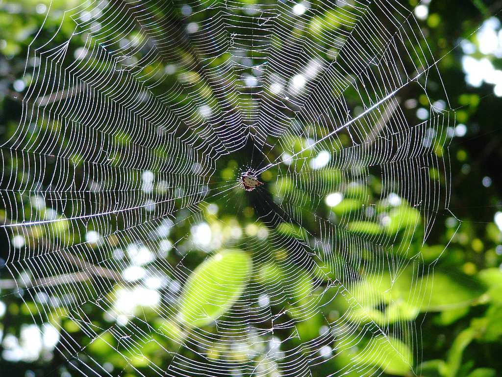 Fonds d'cran Animaux Araignes 