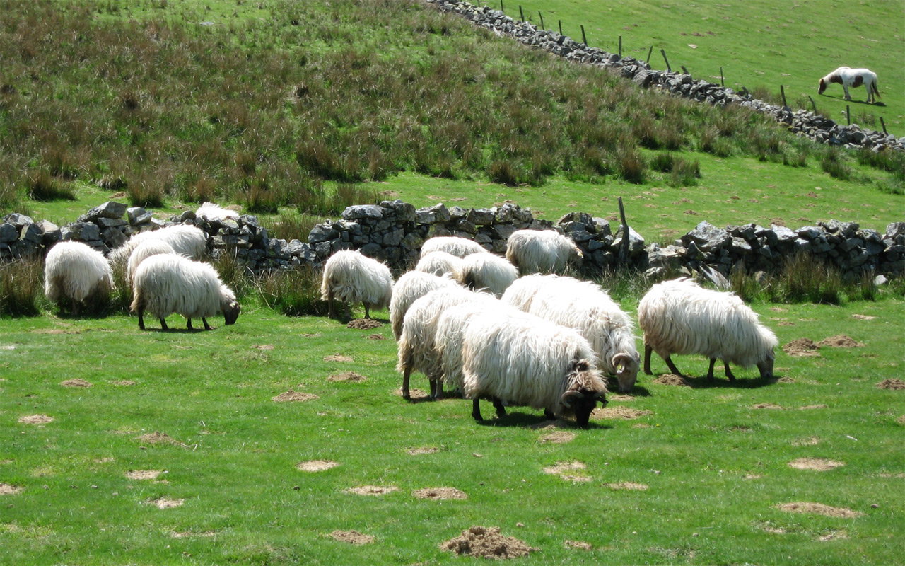 Wallpapers Animals Sheeps Moutons