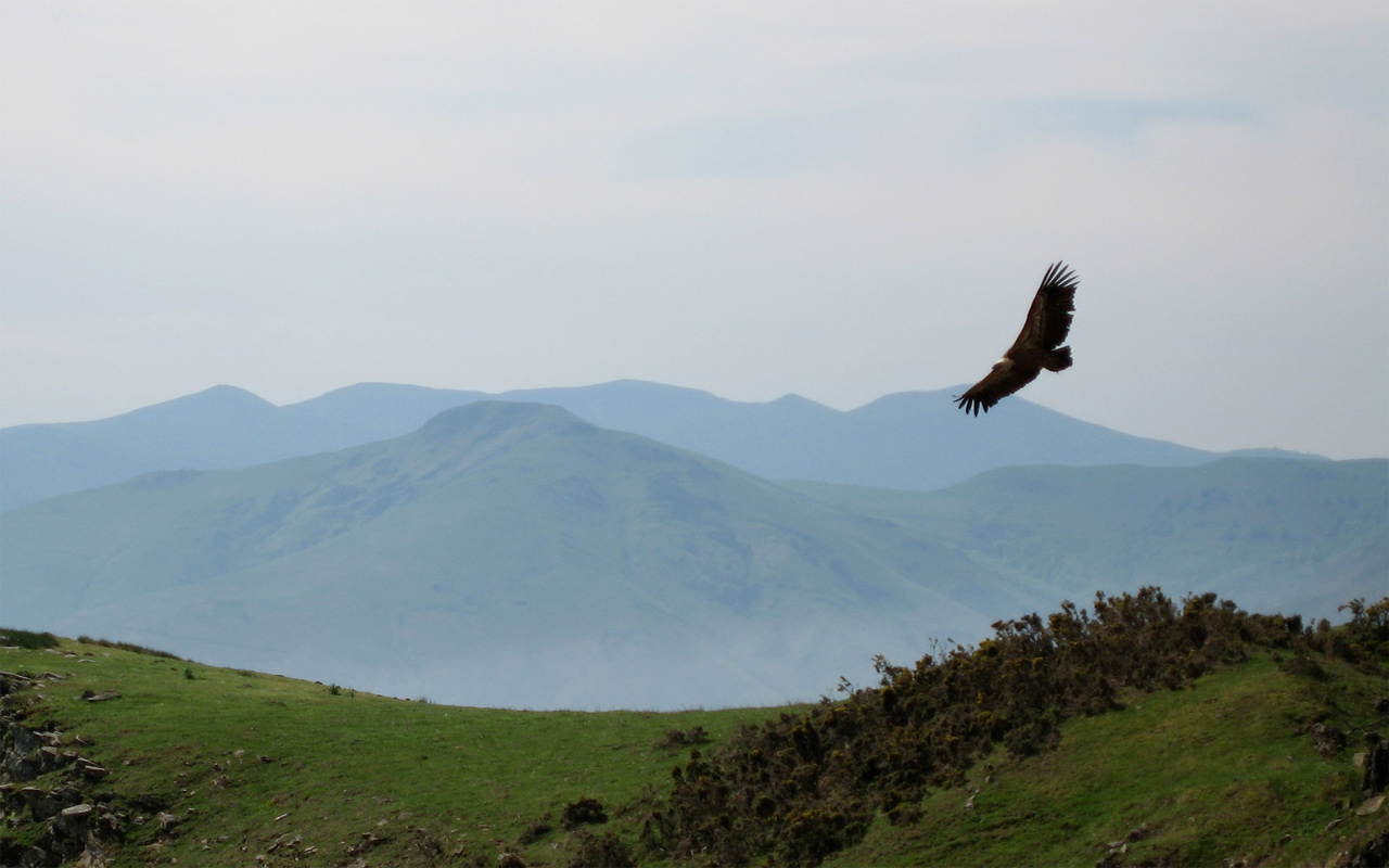 Wallpapers Animals Birds - Vultures Vautour fauve