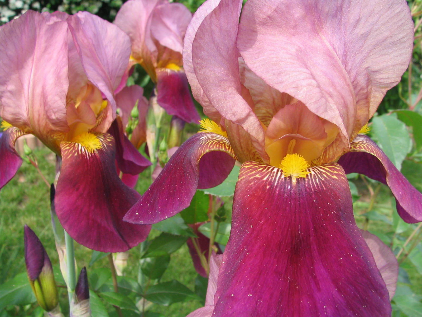 Fonds d'cran Nature Fleurs 