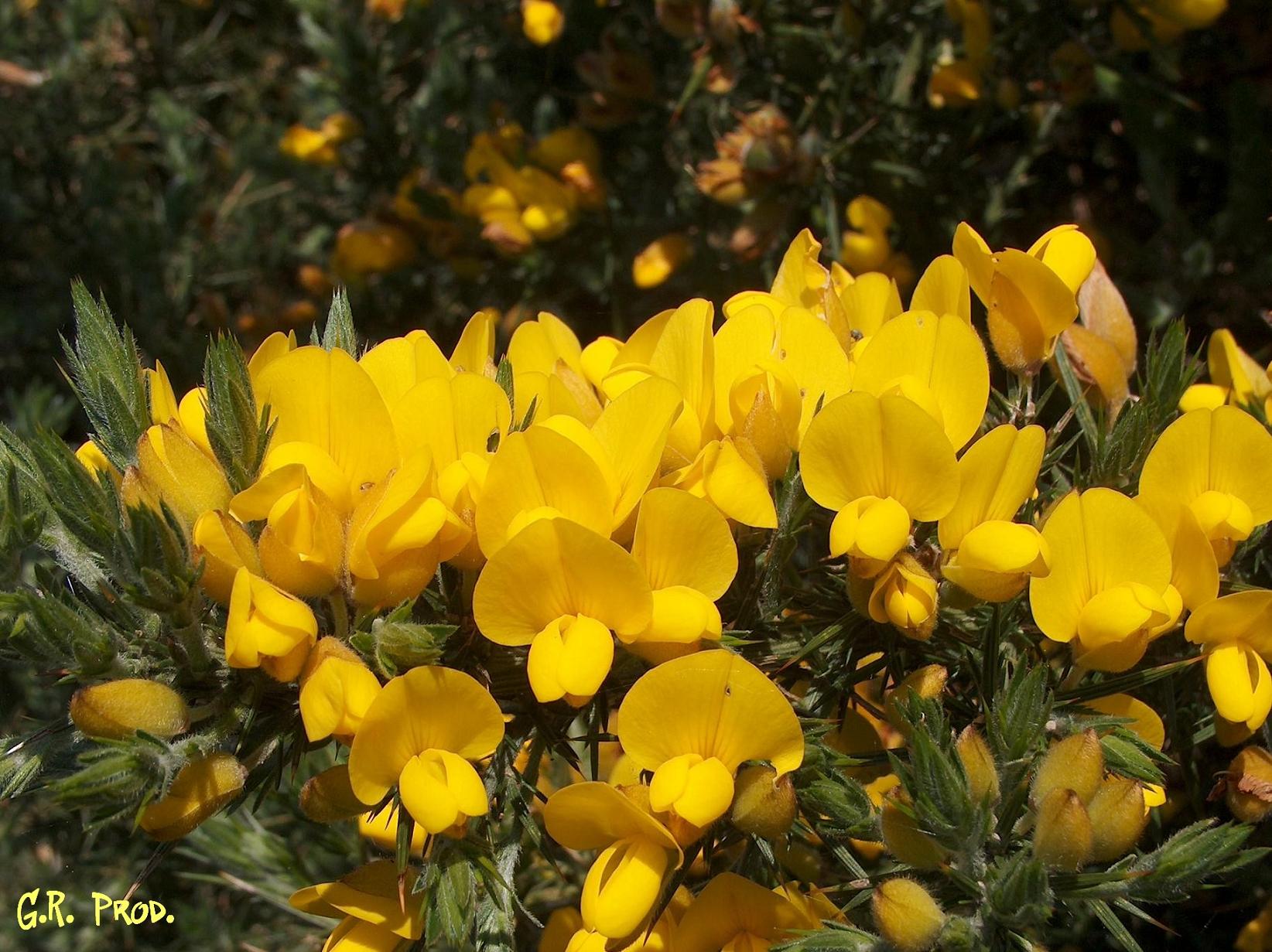 Fonds d'cran Nature Fleurs Buissons pineux...