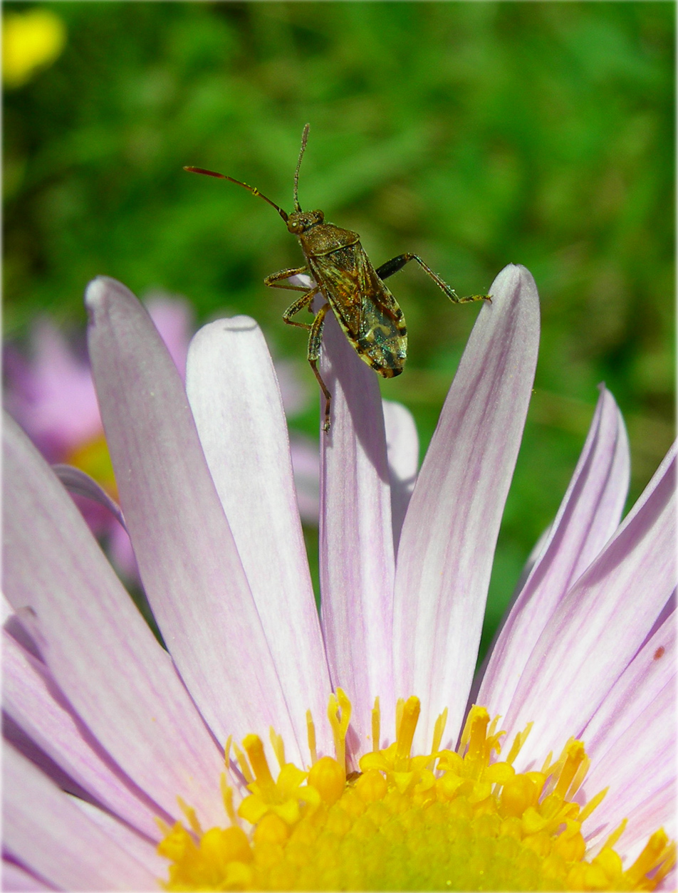 Fonds d'cran Animaux Insectes - Divers 