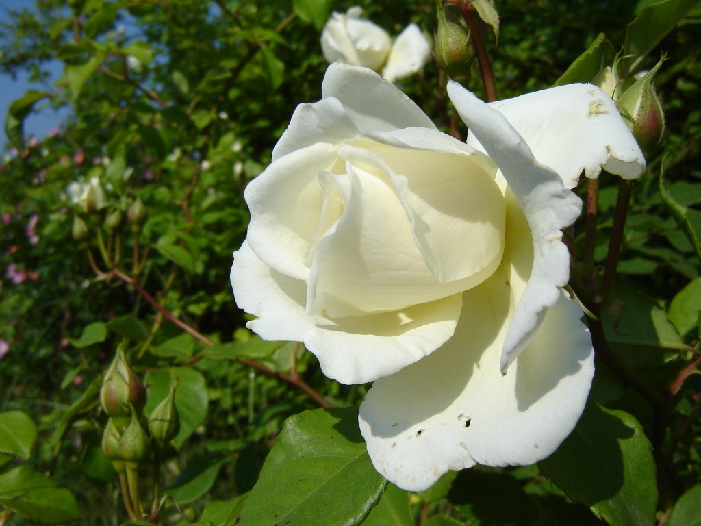 Fonds d'cran Nature Fleurs Pure