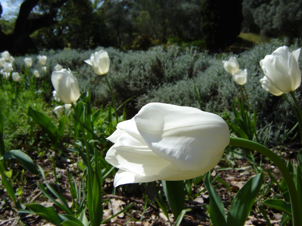 Wallpapers Nature Flowers La tulipe blanche