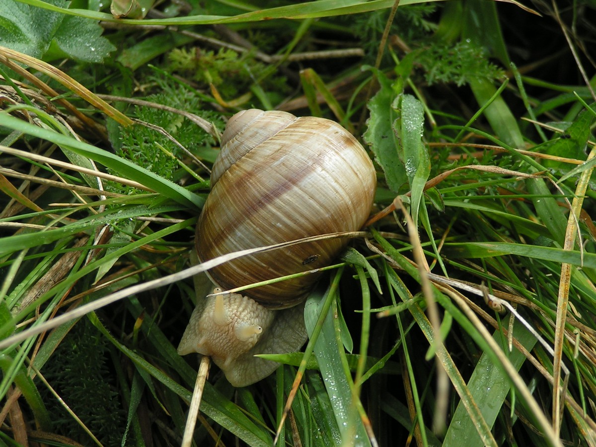 Fonds d'cran Animaux Escargots - Limaces Les yeux de l'escargot