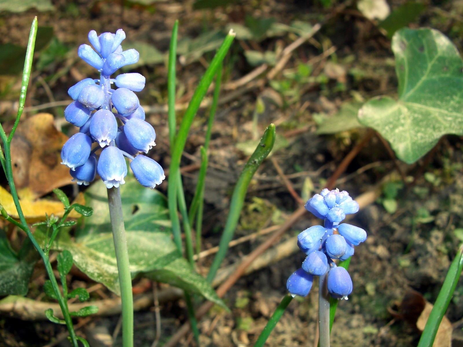 Fonds d'cran Nature Fleurs Clochettes