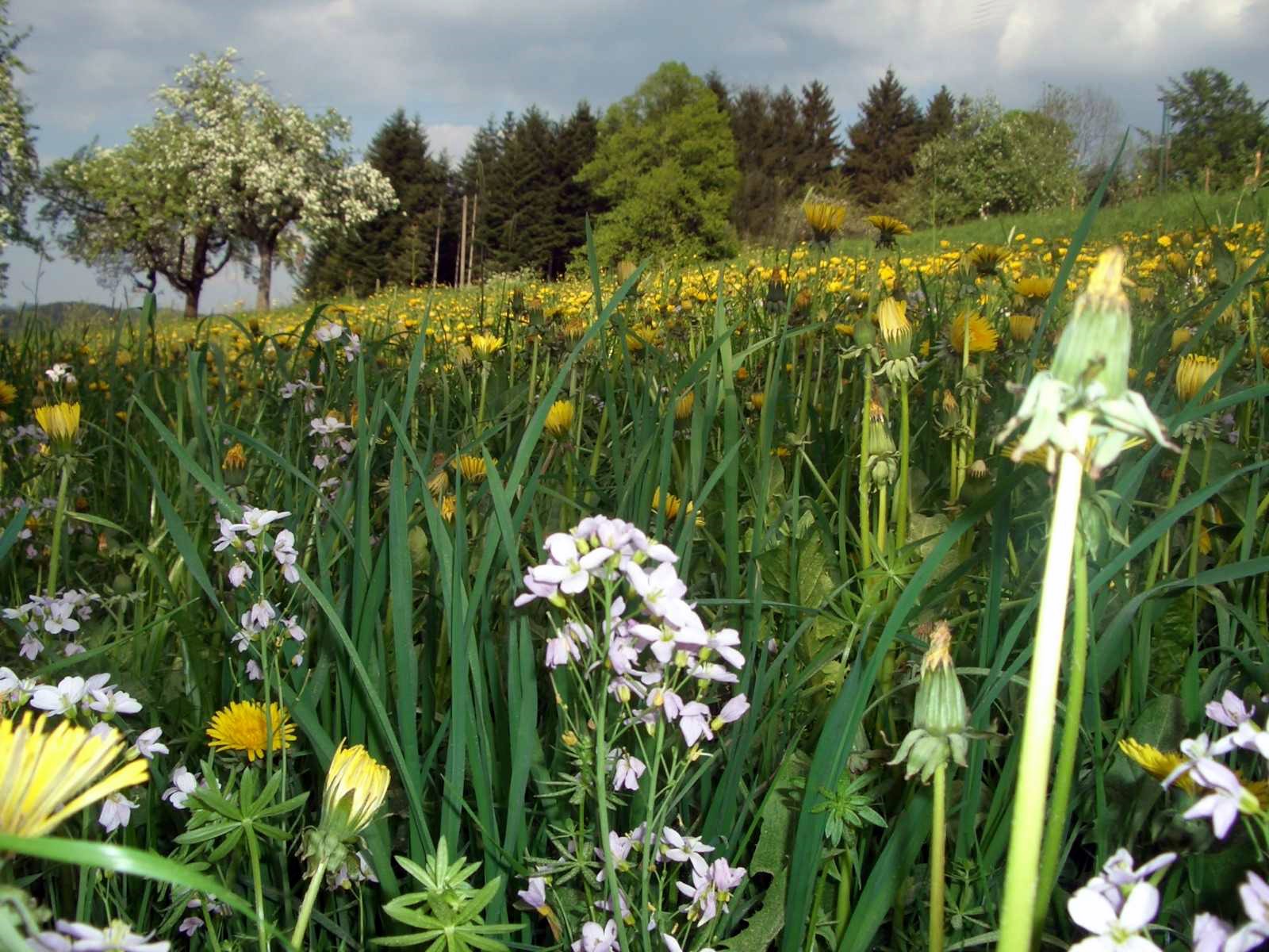 Fonds d'cran Nature Champs - Prairies Raz les pquerettes, ...