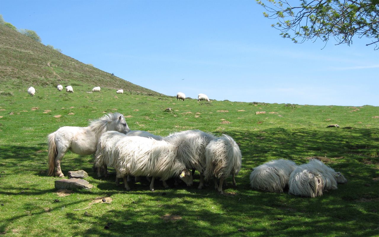 Fonds d'cran Animaux Moutons - Mouflons Moutons & Intrus