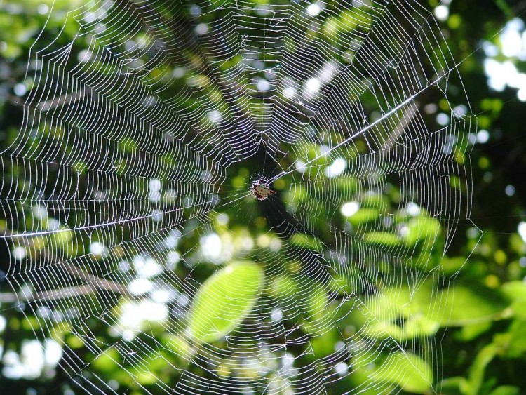 Fonds d'cran Animaux Araignes Wallpaper N138984