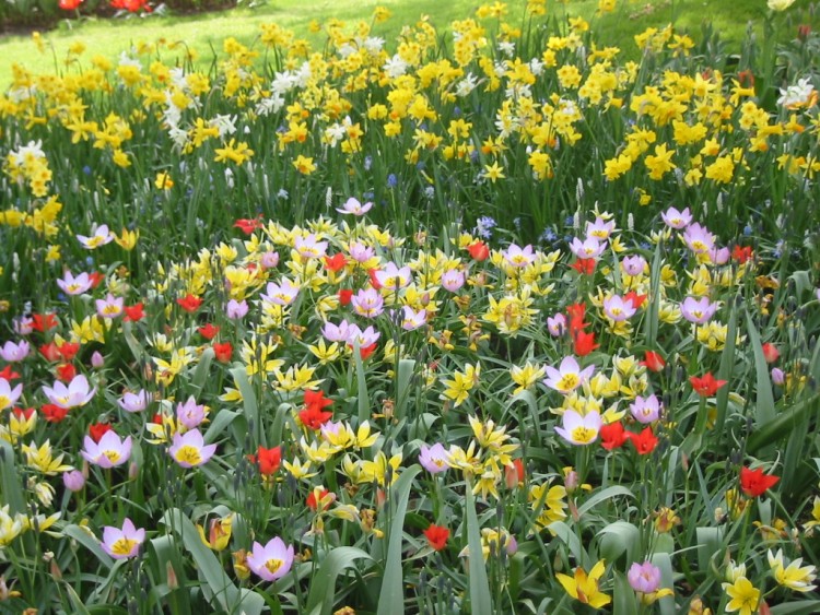 Fonds d'cran Nature Fleurs Tulipes et narcisses