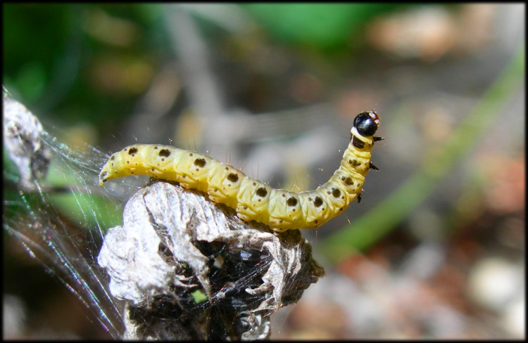 Wallpapers Animals Insects - Caterpillars chenille