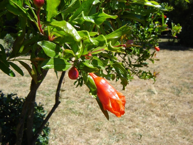 Fonds d'cran Nature Fleurs grenadier