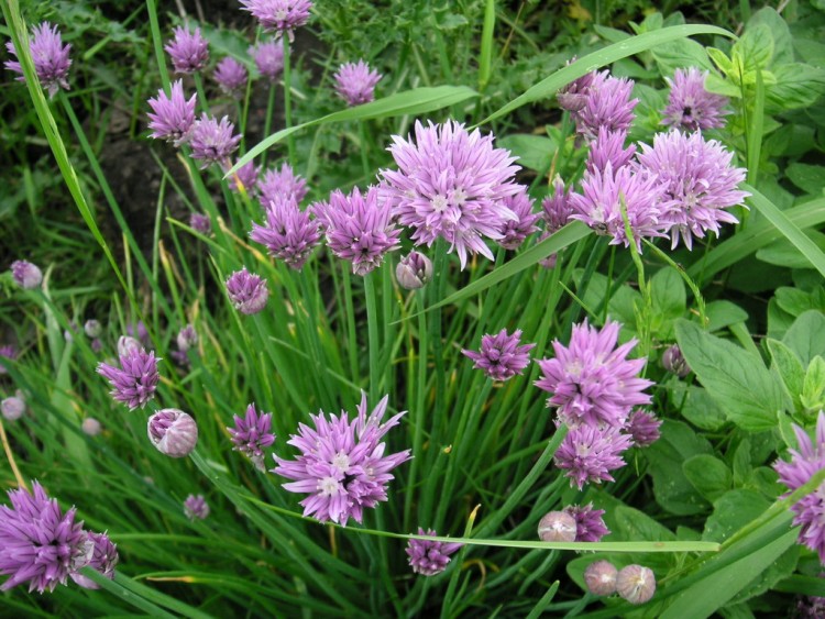 Fonds d'cran Nature Fleurs ciboulette