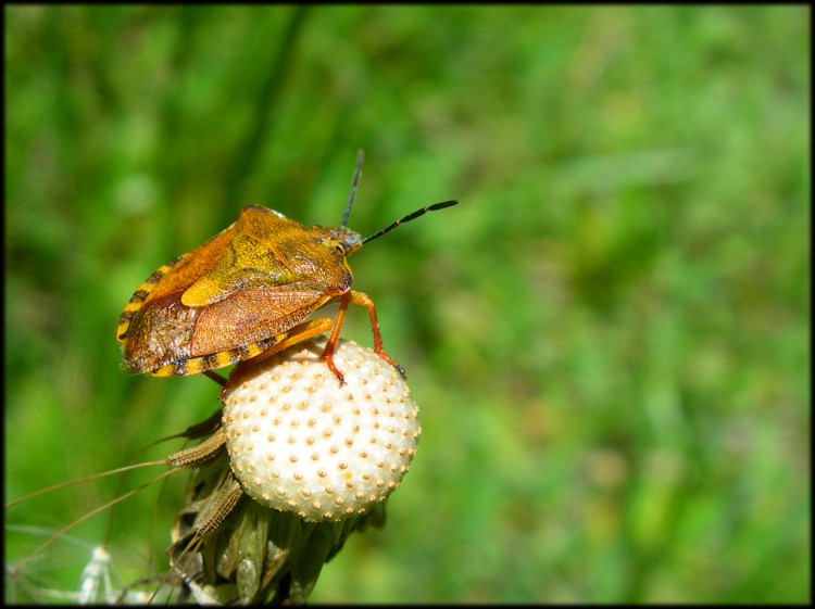 Fonds d'cran Animaux Insectes - Punaises punaise