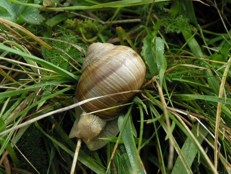 Fonds d'cran Animaux Escargots - Limaces Les yeux de l'escargot